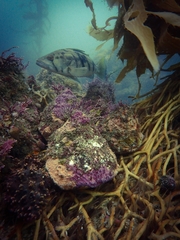 Paralabrax nebulifer