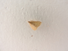 Helvibotys helvialis