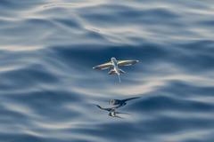 Cheilopogon abei