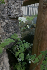 Chaerophyllum temulum