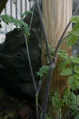 Chaerophyllum temulum