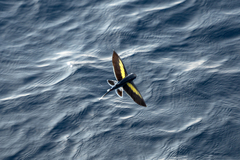 Cheilopogon abei