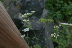 Chaerophyllum temulum