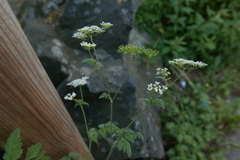 Chaerophyllum temulum