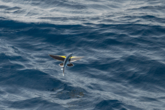 Cheilopogon abei