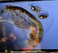 Holopedium gibberum