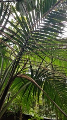 Prestoea
