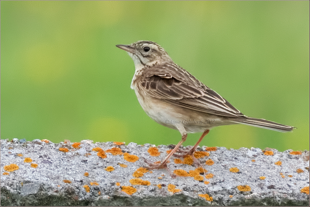 Richard's Pipit photo