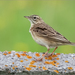 Richard's Pipit - Photo (c) Анна Голубева, some rights reserved (CC BY-NC-ND), uploaded by Анна Голубева