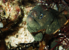 Gymnothorax mordax