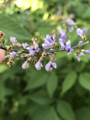 Orbexilum onobrychis