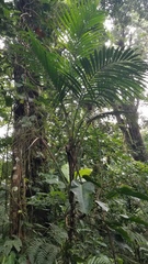 Prestoea