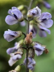 Orbexilum onobrychis