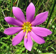 Sabatia dodecandra