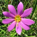 Marsh Rose Gentian - Photo (c) Lori Owenby, some rights reserved (CC BY-NC), uploaded by Lori Owenby