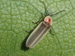 Photinus marginellus