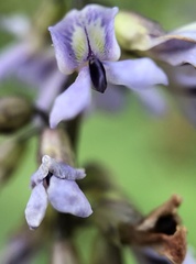 Orbexilum onobrychis