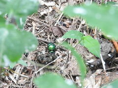 Phanaeus furiosus