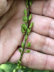 Orbexilum onobrychis