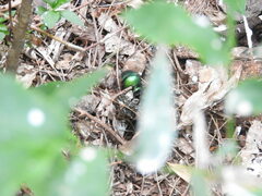Phanaeus furiosus