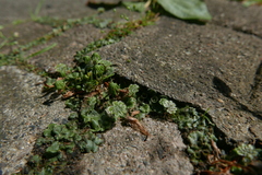 Marchantia polymorpha