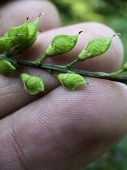 Orbexilum onobrychis