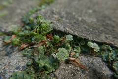 Marchantia polymorpha