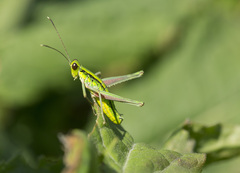 Gomphomastax clavata