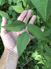 Orbexilum onobrychis