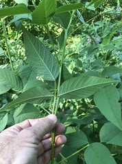 Orbexilum onobrychis