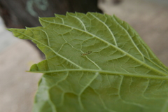 Eucallipterus tiliae