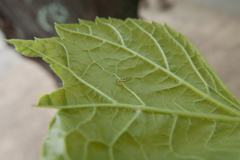 Eucallipterus tiliae