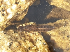 Cordulegaster boltonii