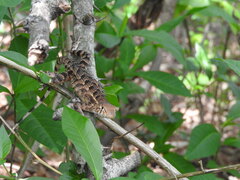 Sceloporus utiformis
