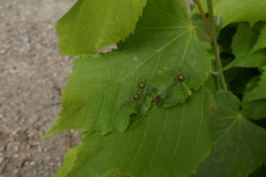 Didymomyia tiliacea
