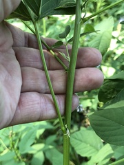 Orbexilum onobrychis