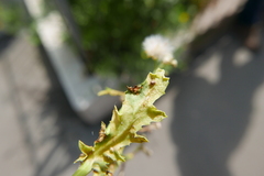 Puccinia lagenophorae