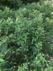 Orbexilum onobrychis