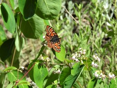Euphydryas anicia capella