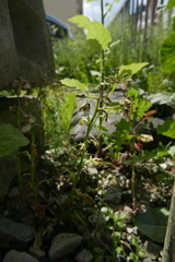 Puccinia lagenophorae