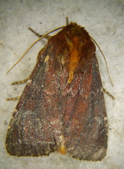 Sideridis maryx