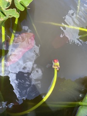 Nuphar advena image