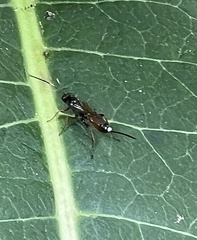 Mesostenus thoracicus