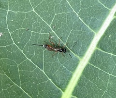 Mesostenus thoracicus