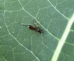 Mesostenus thoracicus