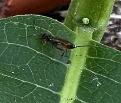 Mesostenus thoracicus