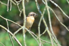Saxicola rubetra
