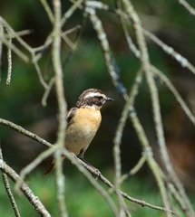 Saxicola rubetra
