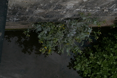 Erysipheae