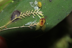 Lepanthes declivis